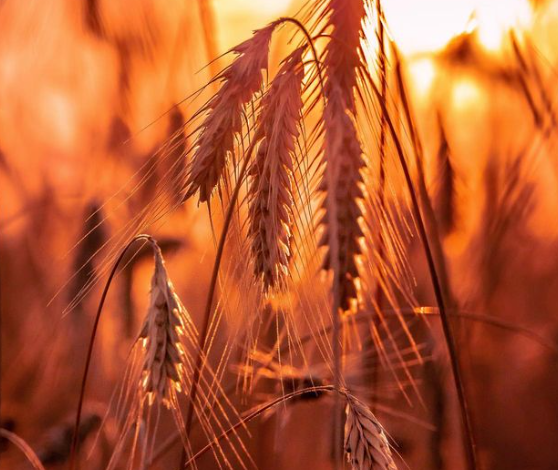 Chinese grain